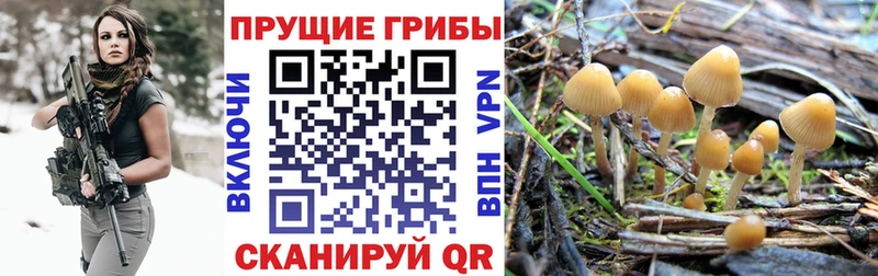 Псилоцибиновые грибы Cubensis  Губкин 